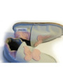 Petite gomme - gris clair - papillon rose